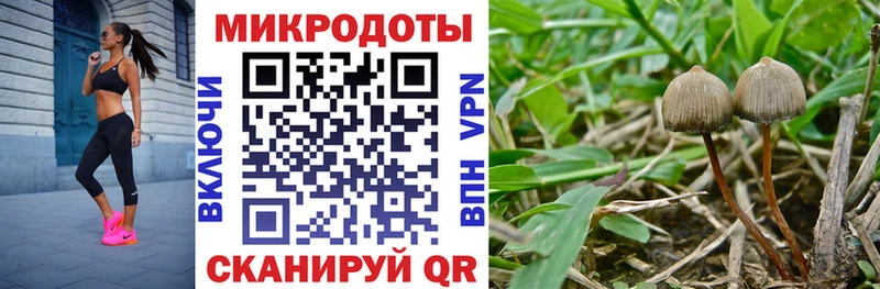 Галлюциногенные грибы Psilocybe  Купить закладки  Мамоново 